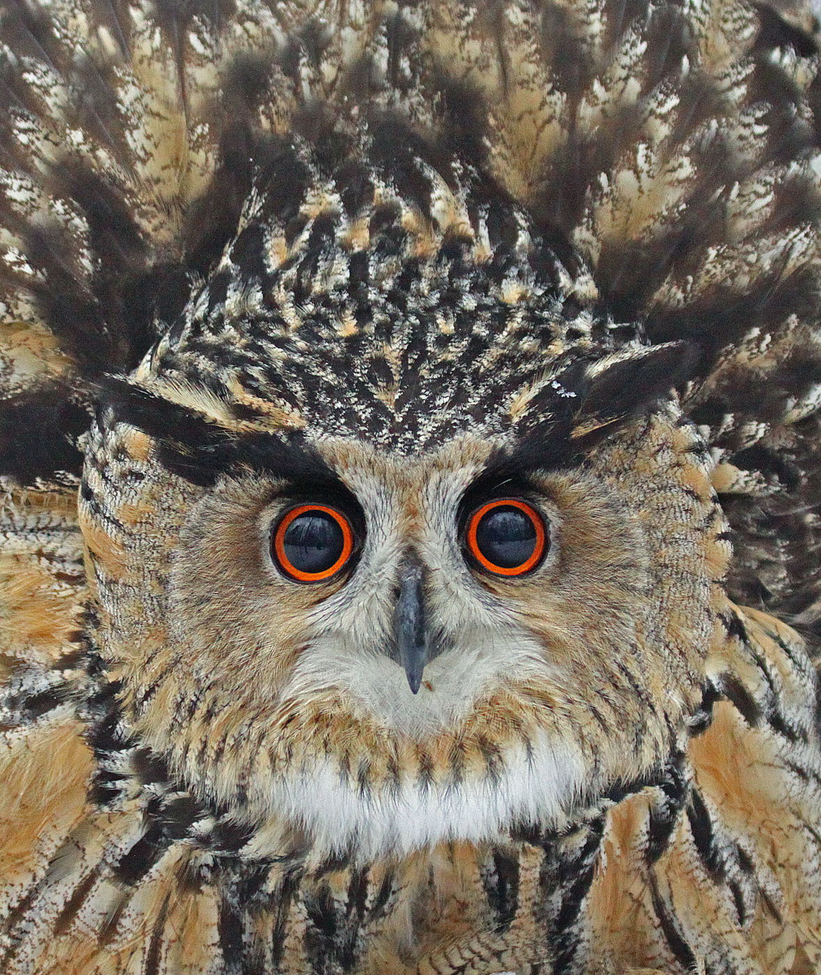 2. Petri Päivärinta "Eagle Owl"